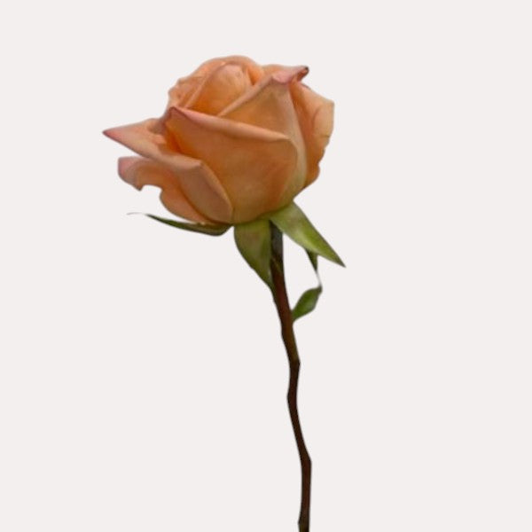 Rose Saumon